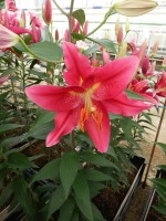 [5302 Pico No02.JPG]